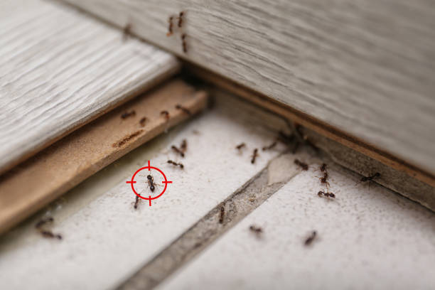 Best Termite Control Services  in Sacred Heart University, CT