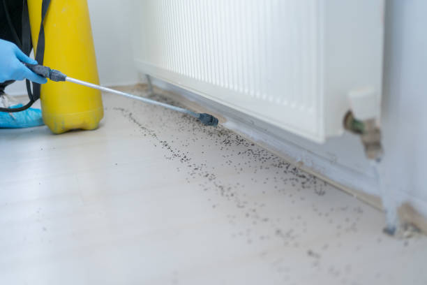 Best Flea Control Services  in Sacred Heart University, CT